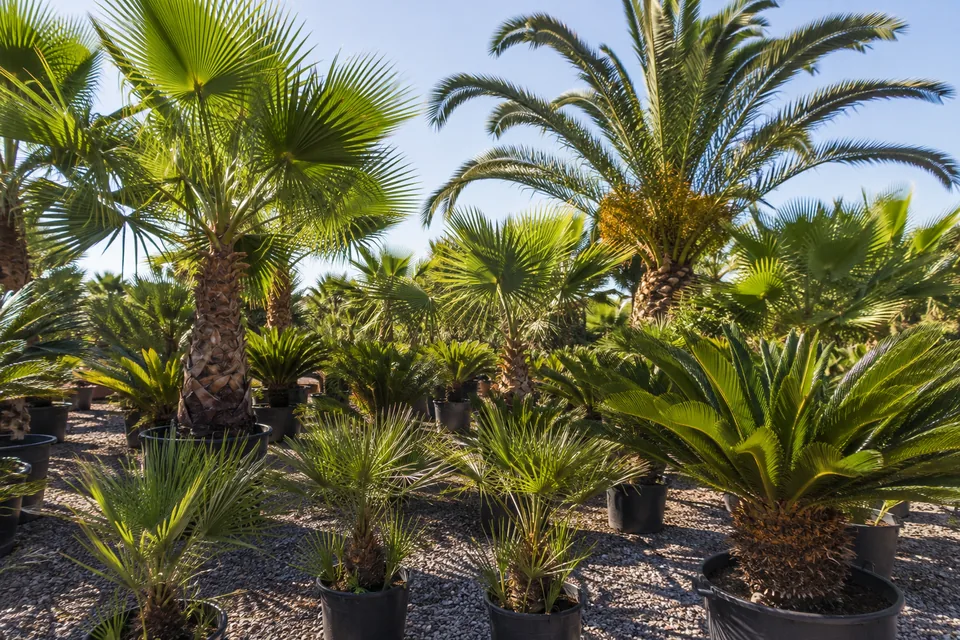 Palmiye ve Tropikal Bitkiler – Adana ürün kategorisi